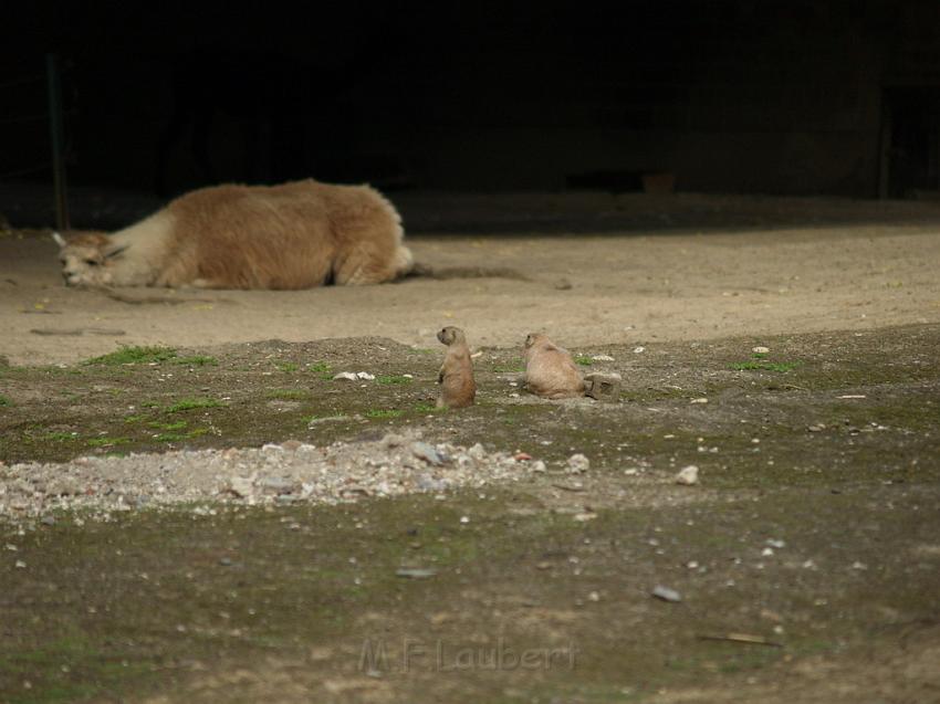 ZOO  748.JPG